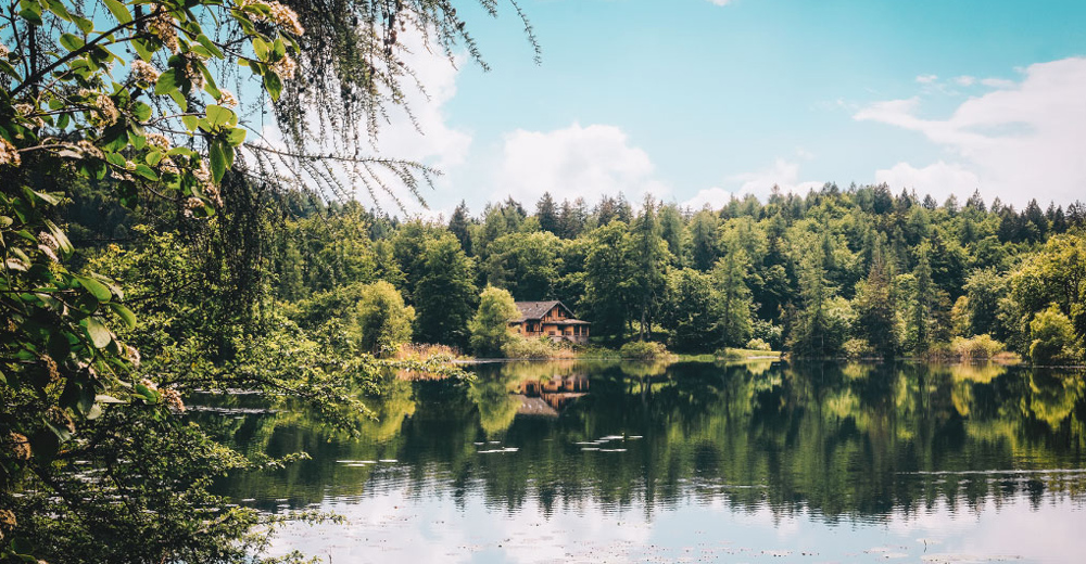 Tiny wood cottage surrounded by woodland and water
